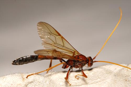 Réf. 255 285 : Eremotylus marginatus